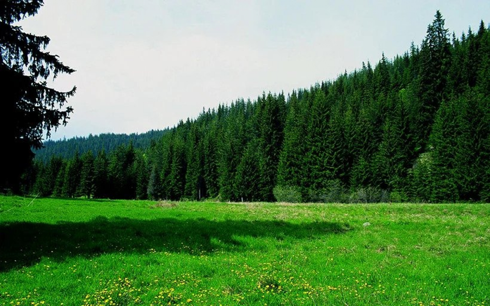 Δάσος Ελατιάς ή Καραντερέ